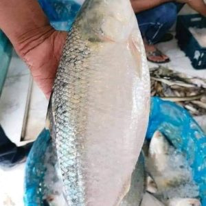 ৬ পিস ৬ কেজি =৳ ২৫০০